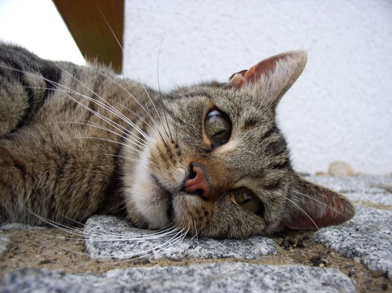 Unser Kater Billy - Europ&auml;ische Kurzhaarkatze